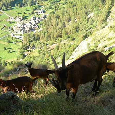 TOR_01 Courmayeur - Valgrisenche