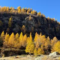Larici d'oro