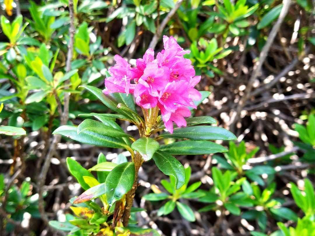 Tanti fiori nel bosco