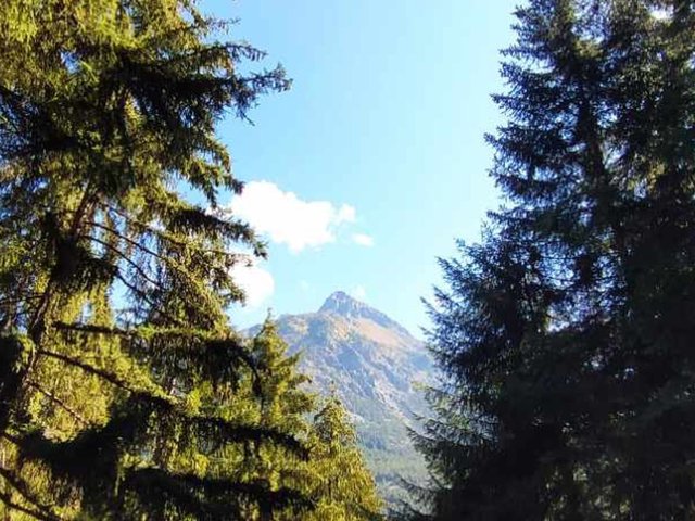 Montagne tra gli alberi